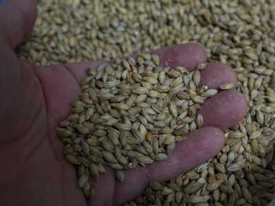 Un mucchio di grani di orzo maltato, pronto per essere macinato